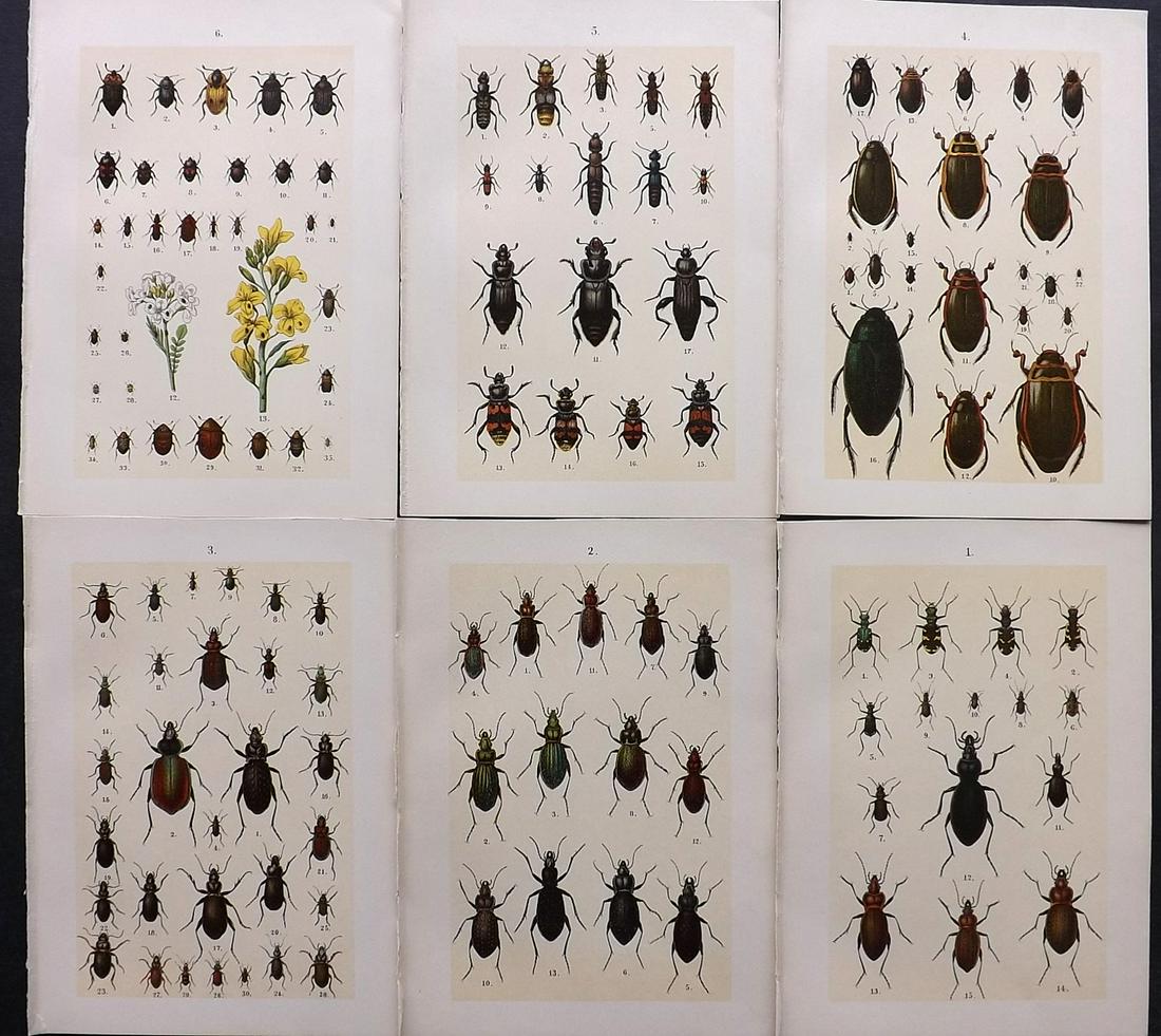 Hofmann & Kirby 1908 Lot of 6 Beetle Prints. Insects: Chromolithographs Published 1908, London for "The Young Beetle-Collectors Handbook" by Dr. E. Hofmann. Illustrated by William Kirby. Paper Size: 7.5 x 5 inch (19 x 13cm) Good Condition