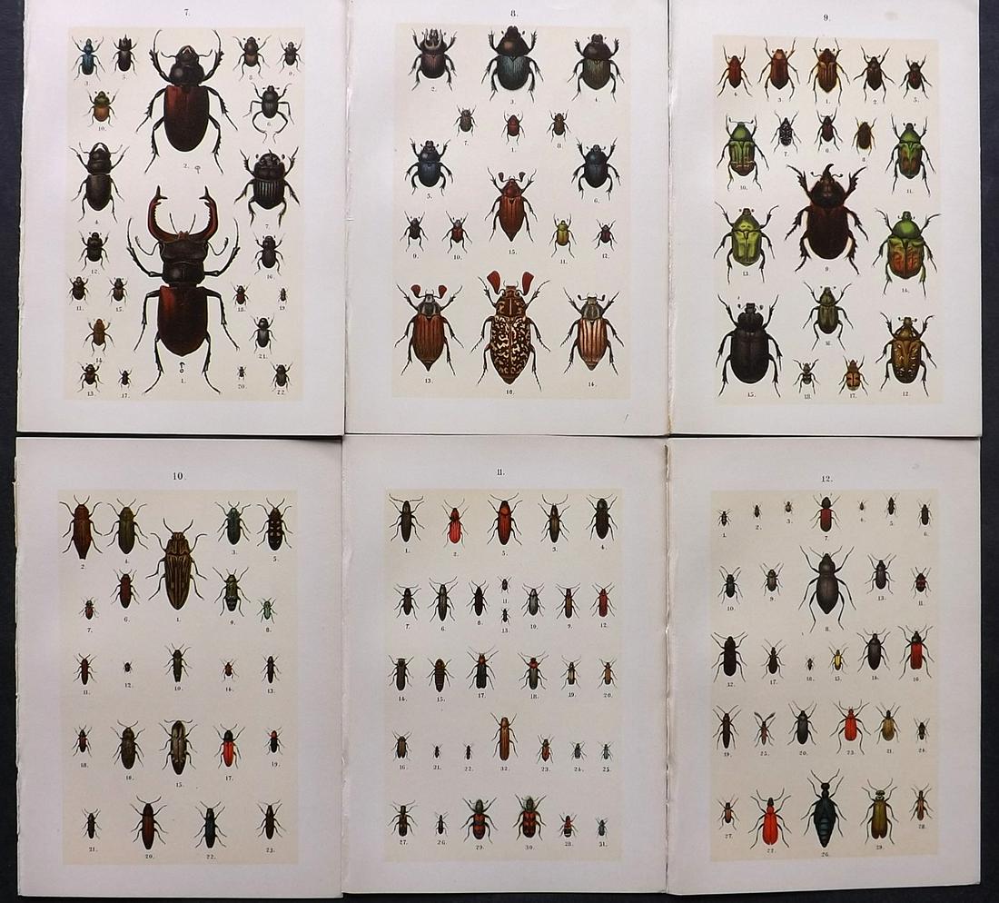 Hofmann & Kirby 1908 Lot of 6 Beetle Prints. Insects: Chromolithographs Published 1908, London for "The Young Beetle-Collectors Handbook" by Dr. E. Hofmann. Illustrated by William Kirby. Paper Size: 7.5 x 5 inch (19 x 13cm) Good Condition