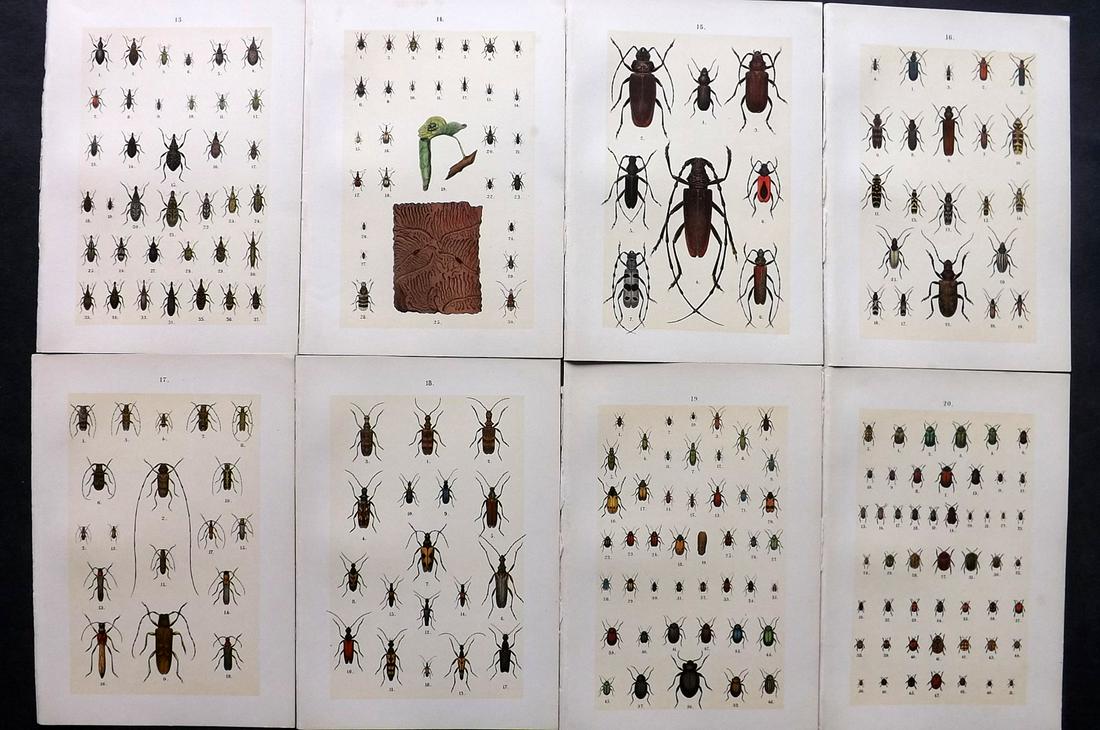 Hofmann & Kirby 1908 Lot of 8 Beetle Prints. Insects: Chromolithographs Published 1908, London for "The Young Beetle-Collectors Handbook" by Dr. E. Hofmann. Illustrated by William Kirby. Paper Size: 7.5 x 5 inch (19 x 13cm) Good Condition