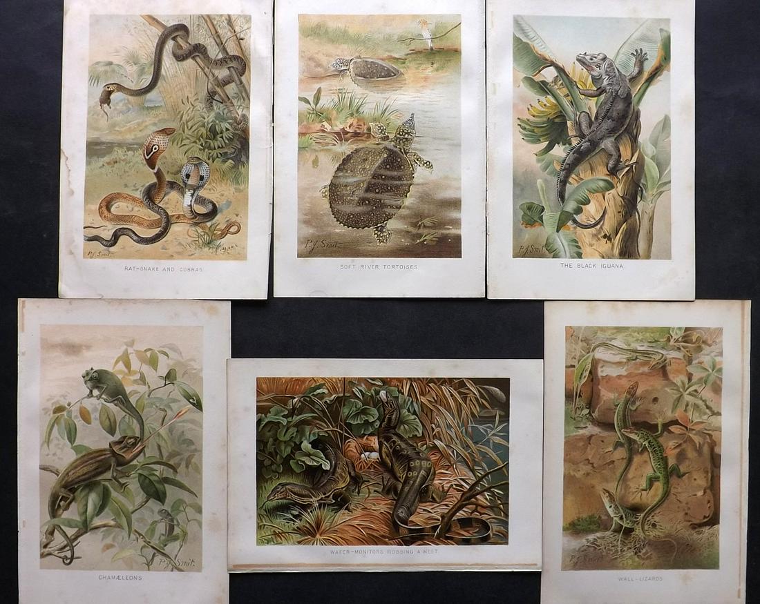 Lydekker, Richard 1895 Lot of 6 Reptile Prints: Chromolithographs Published 1894-95, London for "The Royal Natural History" by Richard Lydekker. Illustrated by Smit, Keulemans, Wolf and others. Paper Size: 10 x 6.5 inch (25 x 16.5cm) Minor margin t