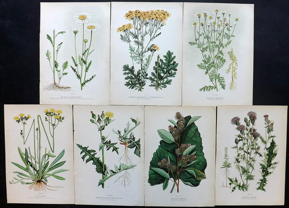 Farm Weeds of Canada 1909 Lot of 7 Botanical Prints: Chromolithographs Published 1909 by the Minister of Agriculture, Ottawa for "Farm Weeds of Canada" by George H. Clark and James Fletcher. Paper Size: 10 x 7 inch (25 x 18cm) Good Condition