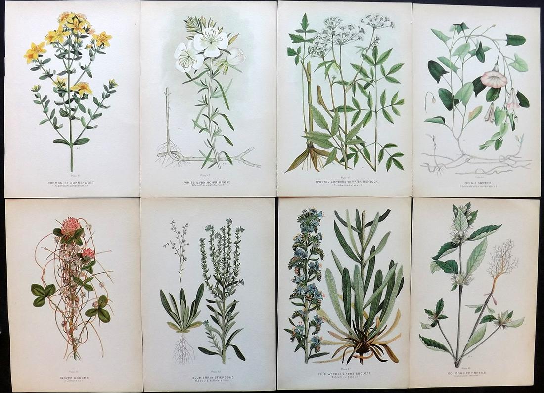 Farm Weeds of Canada 1909 Lot of 8 Botanical Prints: Chromolithographs Published 1909 by the Minister of Agriculture, Ottawa for "Farm Weeds of Canada" by George H. Clark and James Fletcher. Paper Size: 10 x 7 inch (25 x 18cm) Good Condition