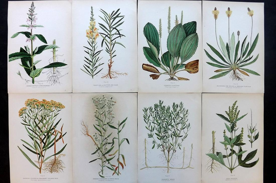 Farm Weeds of Canada 1909 Lot of 8 Botanical Prints: Chromolithographs Published 1909 by the Minister of Agriculture, Ottawa for "Farm Weeds of Canada" by George H. Clark and James Fletcher. Paper Size: 10 x 7 inch (25 x 18cm) Good Condition