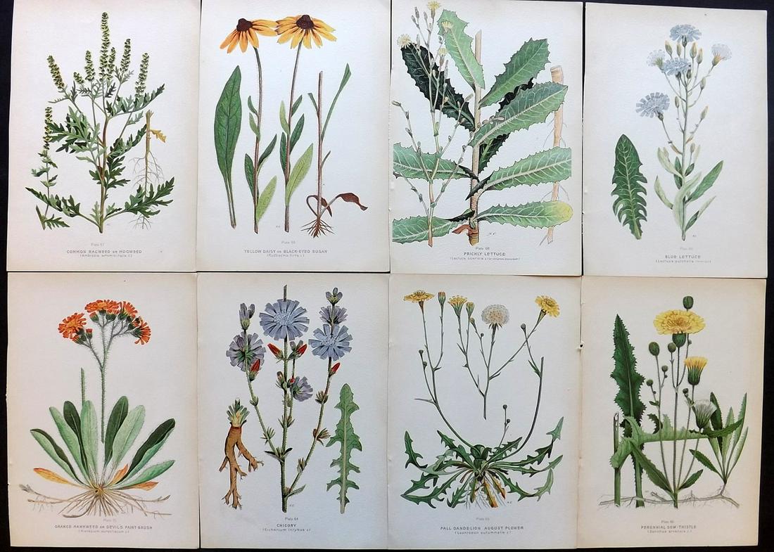 Farm Weeds of Canada 1909 Lot of 8 Botanical Prints: Chromolithographs Published 1909 by the Minister of Agriculture, Ottawa for "Farm Weeds of Canada" by George H. Clark and James Fletcher. Paper Size: 10 x 7 inch (25 x 18cm) Good Condition