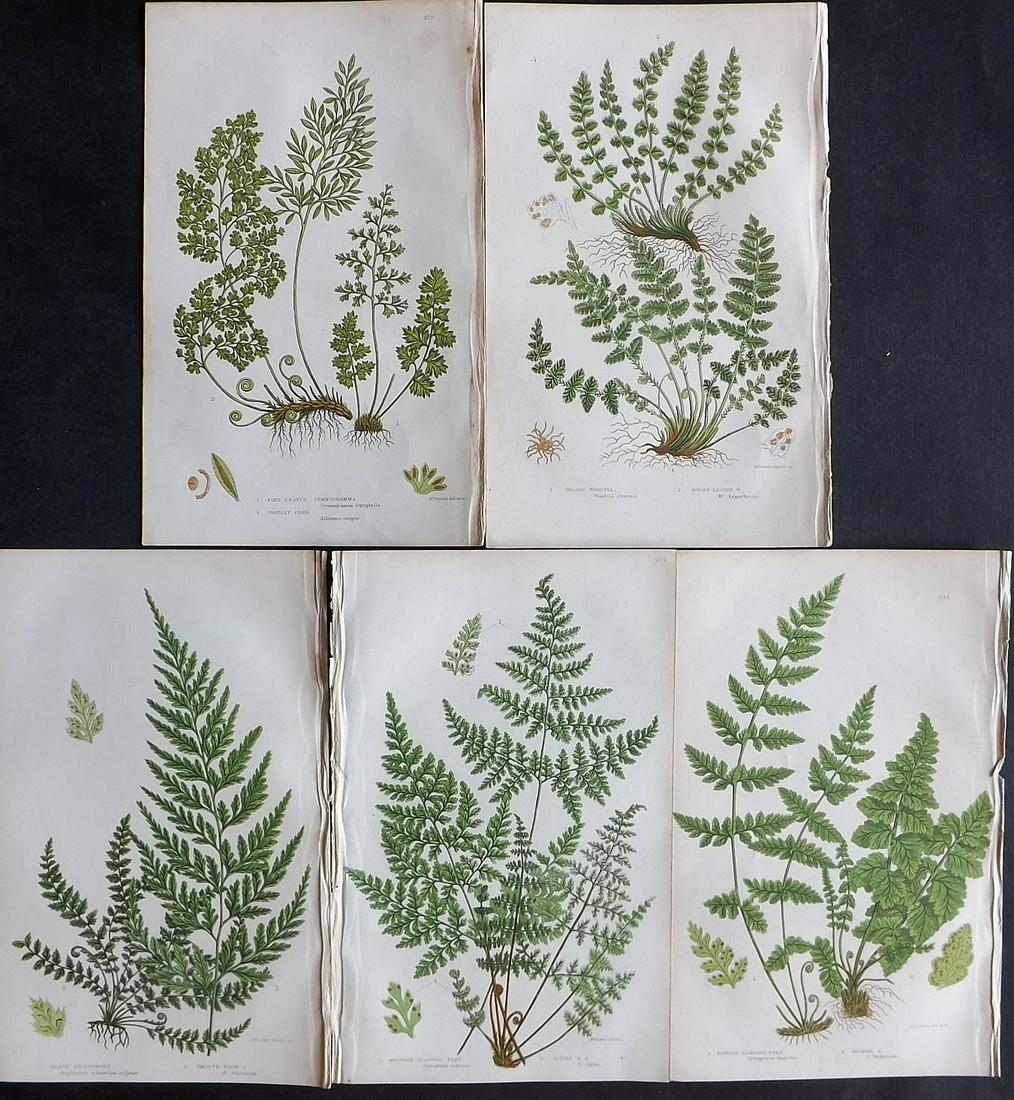 Pratt, Anne 1855 Lot of 5 Antique Fern Prints: Woodblocks Published 1855, London for "The Flowering Plants, Grasses, Sedges and Ferns of Great Britain" First Edition by Anne Pratt. Paper Size: 9 x 6 inch (23 x 15cm) Good Condition