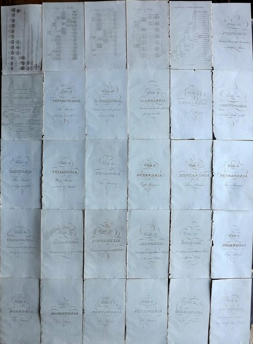 Thornton, Robert 1812 Lot of 30 Charts, Calligraphy etc: Copper Plates Published 1812, London for "Elements of Botany" by Dr. Robert John Thonton. Paper Size: 9.5. x 6 inch (24 x 15cm) Good Condition