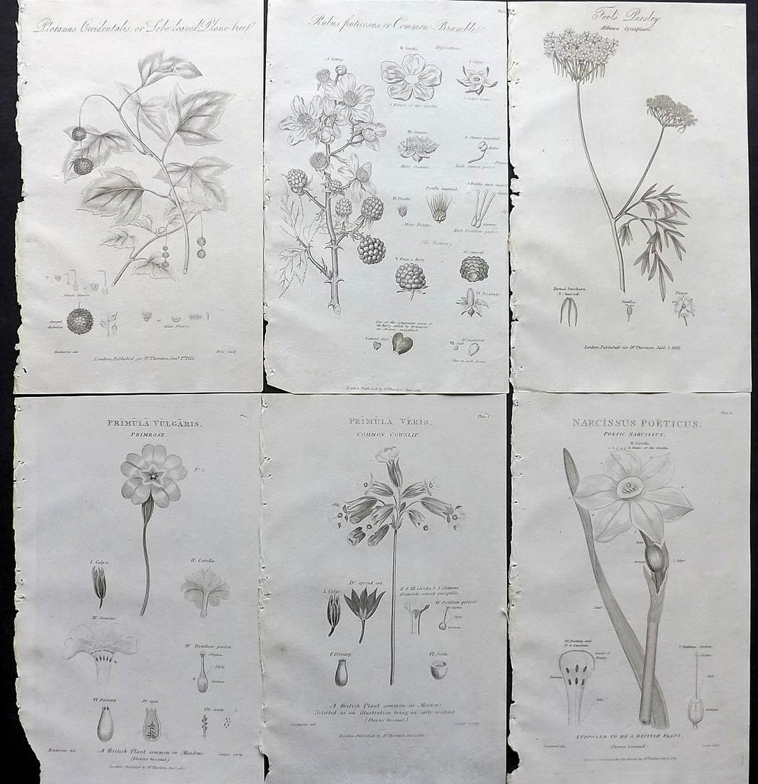 Thornton, Robert 1812 Lot of 6 Botanical Prints: Copper Plates Published 1812, London for "Elements of Botany" by Dr. Robert John Thonton. Paper Size: 9.5. x 6 inch (24 x 15cm) Good Condition