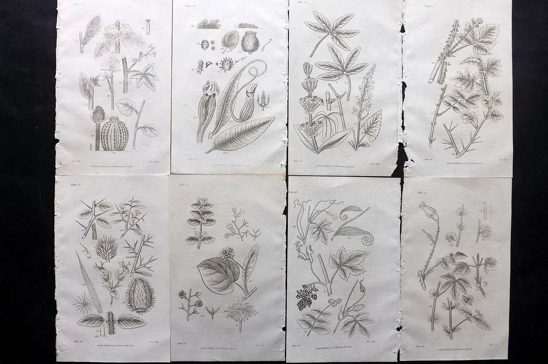 Thornton, Robert 1812 Lot of 8 Botanical Prints: Copper Plates Published 1812, London for "Elements of Botany" by Dr. Robert John Thonton. Paper Size: 9.5. x 6 inch (24 x 15cm) Good Condition
