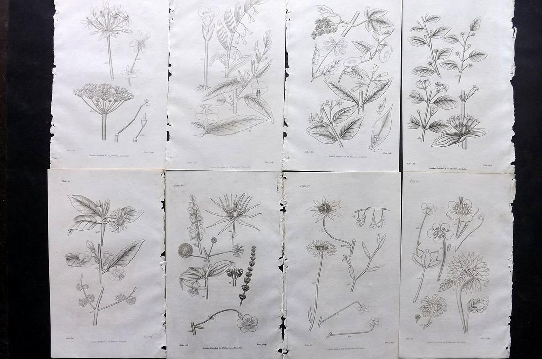 Thornton, Robert 1812 Lot of 8 Botanical Prints: Copper Plates Published 1812, London for "Elements of Botany" by Dr. Robert John Thonton. Paper Size: 9.5. x 6 inch (24 x 15cm) Good Condition