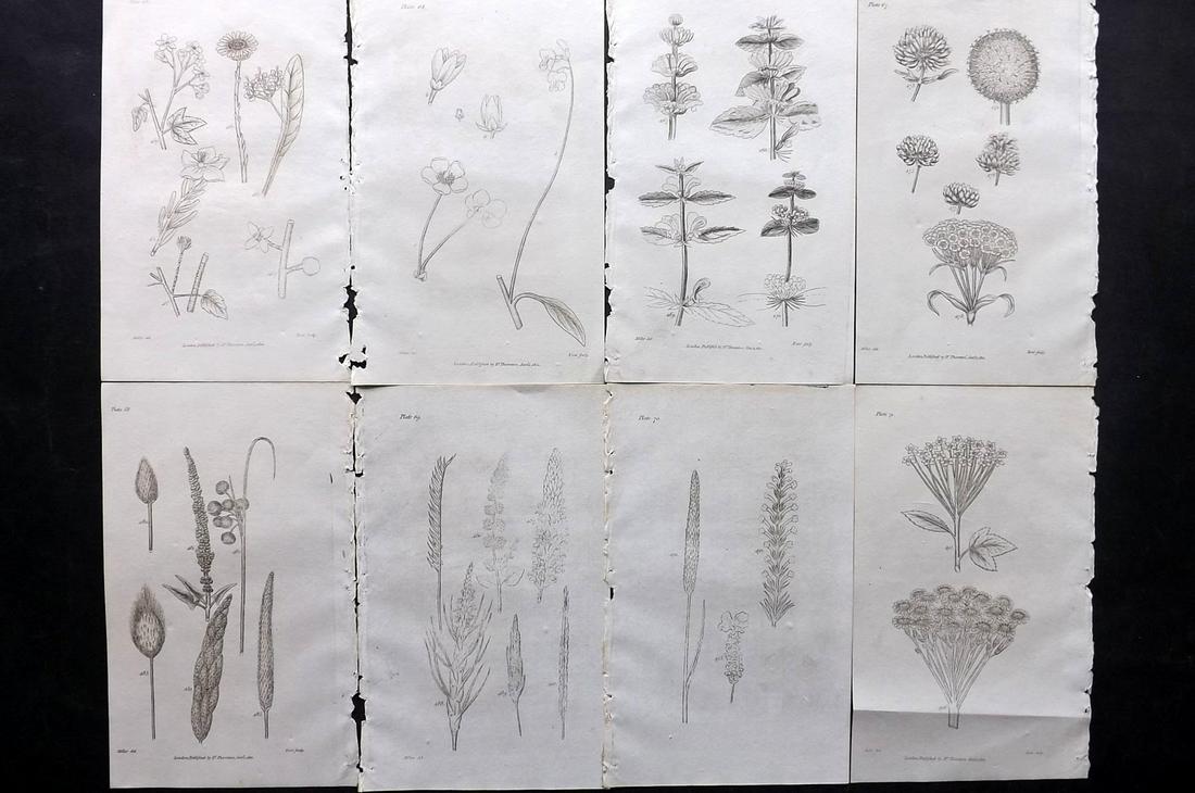 Thornton, Robert 1812 Lot of 8 Botanical Prints: Copper Plates Published 1812, London for "Elements of Botany" by Dr. Robert John Thonton. Paper Size: 9.5. x 6 inch (24 x 15cm) Good Condition