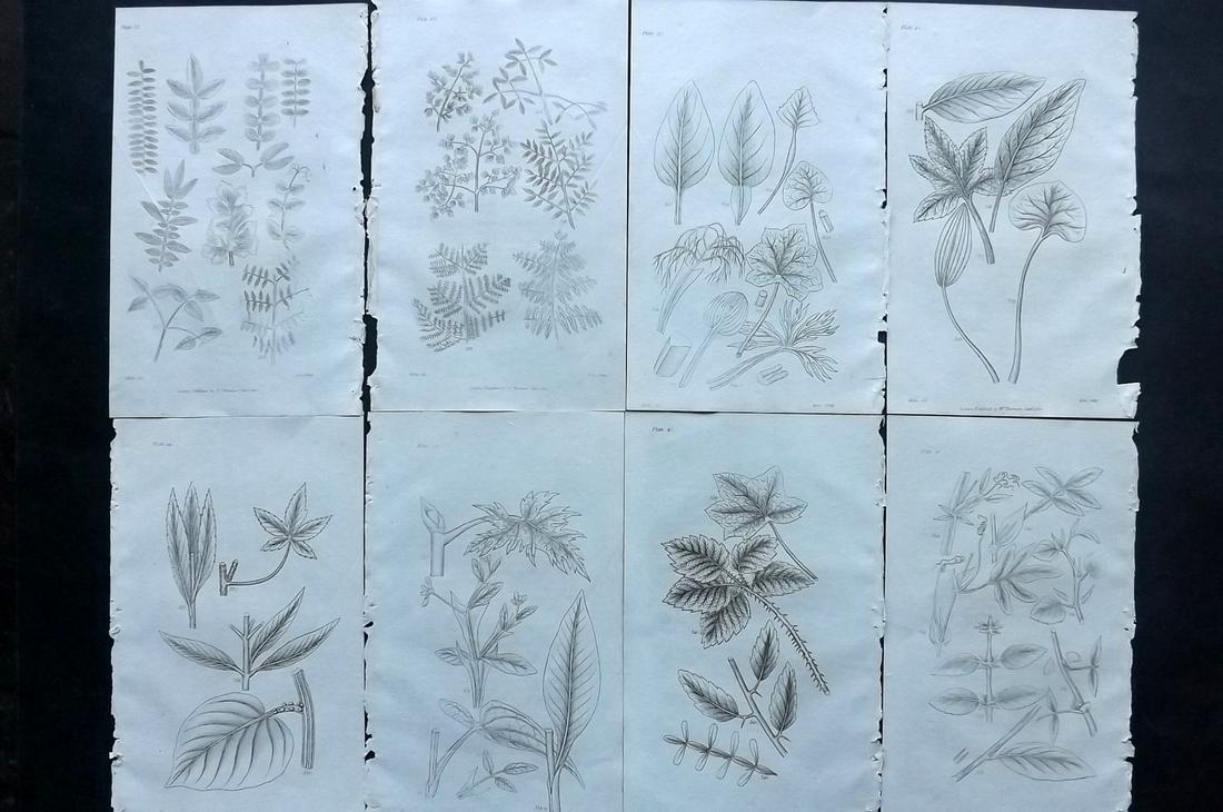 Thornton, Robert 1812 Lot of 8 Botanical Prints: Copper Plates Published 1812, London for "Elements of Botany" by Dr. Robert John Thonton. Paper Size: 9.5. x 6 inch (24 x 15cm) Good Condition