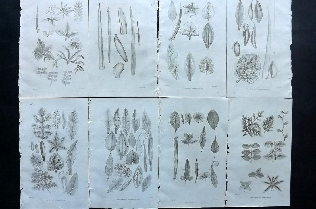 Thornton, Robert 1812 Lot of 8 Botanical Prints: Copper Plates Published 1812, London for "Elements of Botany" by Dr. Robert John Thonton. Paper Size: 9.5. x 6 inch (24 x 15cm) Good Condition