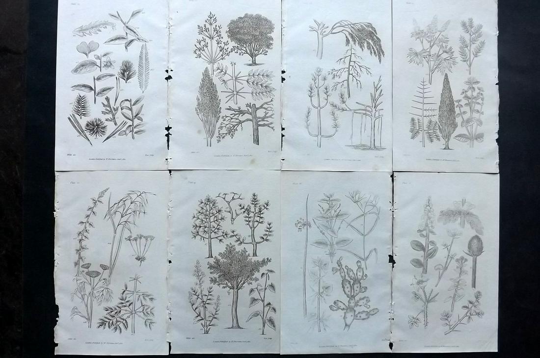 Thornton, Robert 1812 Lot of 8 Botanical Prints: Copper Plates Published 1812, London for "Elements of Botany" by Dr. Robert John Thonton. Paper Size: 9.5. x 6 inch (24 x 15cm) Good Condition