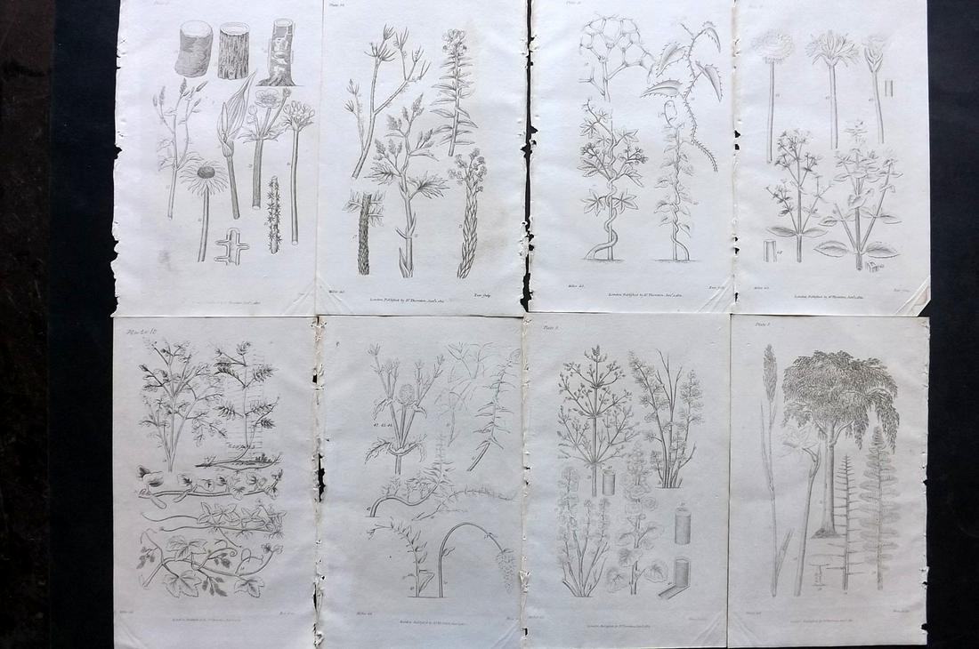 Thornton, Robert 1812 Lot of 8 Botanical Prints: Copper Plates Published 1812, London for "Elements of Botany" by Dr. Robert John Thonton. Paper Size: 9.5. x 6 inch (24 x 15cm) Good Condition