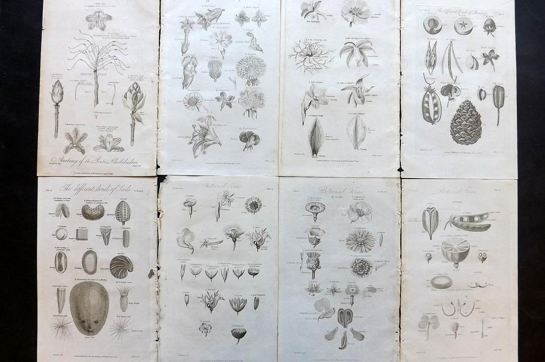Thornton, Robert 1812 Lot of 8 Botanical Prints: Copper Plates Published 1812, London for "Elements of Botany" by Dr. Robert John Thonton. Paper Size: 9.5. x 6 inch (24 x 15cm) Good Condition