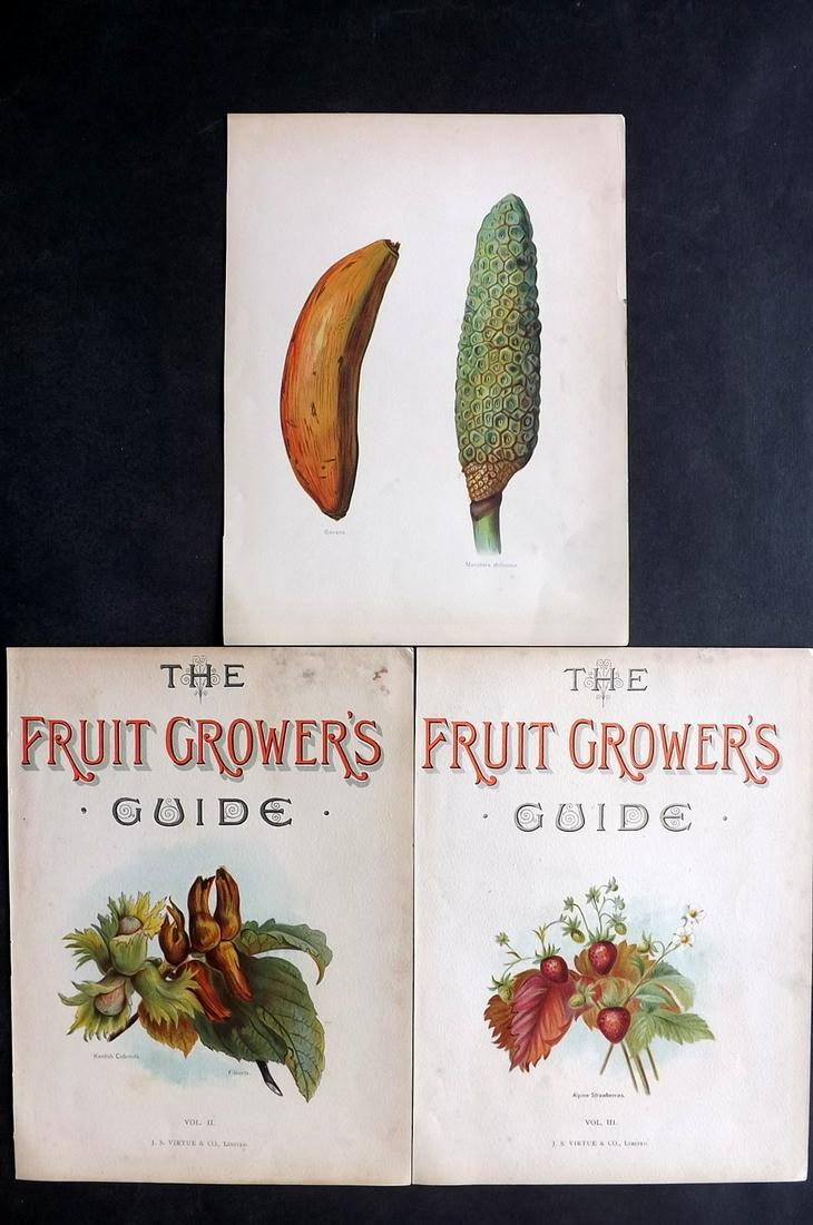 Wright, John 1890's Lot of 3 Fruit Prints. First (1 of 2)