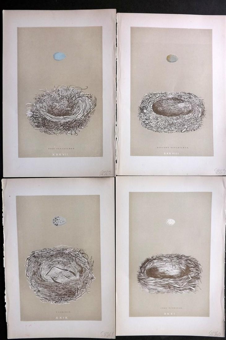 Morris, Francis 1896 Lot of 4 Antique Bird Nest Prints: Woodblocks Published 1896 by John C. Nimmo, London for "A Natural History of the Nests and Eggs of British Birds" By the Rev. Francis Orpen Morris, printed Benjamin Fawcett. Printed in colours and fin