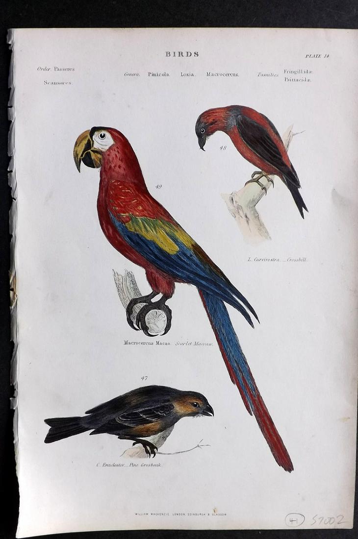 Richardson, John 1862 HC Bird Print. Scarlet Maccaw etc (1 of 2)
