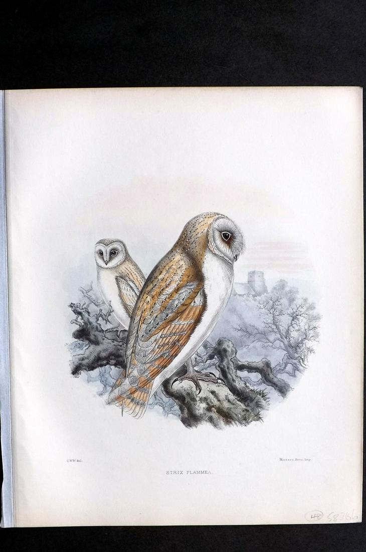 Wyatt, Claude 1894 Folio HC Bird. Barn Owl (1 of 2)