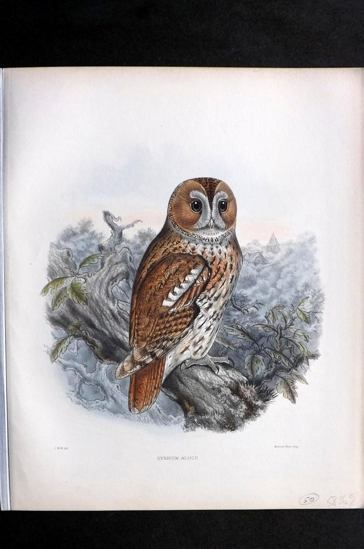 Wyatt, Claude 1894 Folio HC Bird. Tawny Owl (1 of 2)