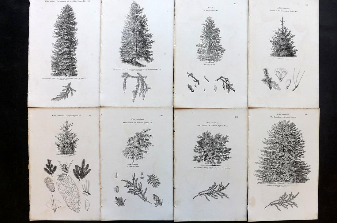 Loudon, John 1844 Lot of 8 Antique Tree Prints: Woodblocks Published 1844, London for "Arboretum et Fruticetum Britannicum; or, The Trees and Shrubs of Britain" by John Claudius Loudon. Good Paper, reverse side blank. Paper Size: 8.5 x 5.5 inch (22
