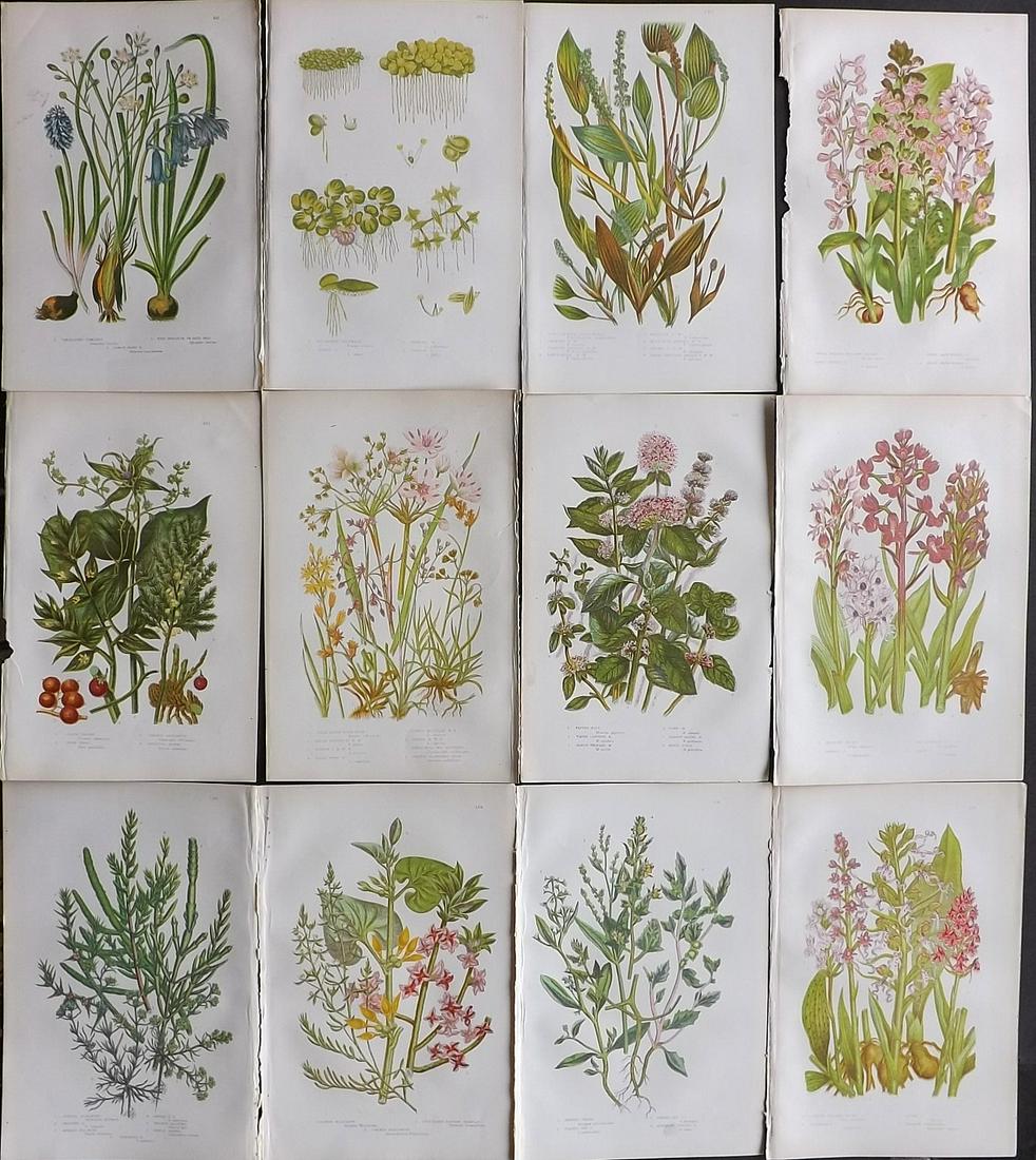 Pratt, Anne 1891 Lot of 12 Antique Botanical Prints: Chromolithographs Published 1891, London for "The Flowering Plants and Ferns of Great Britain" by Anne Pratt. Paper Size: 9.5 x 6 inch (24 x 16cm) Good Condition