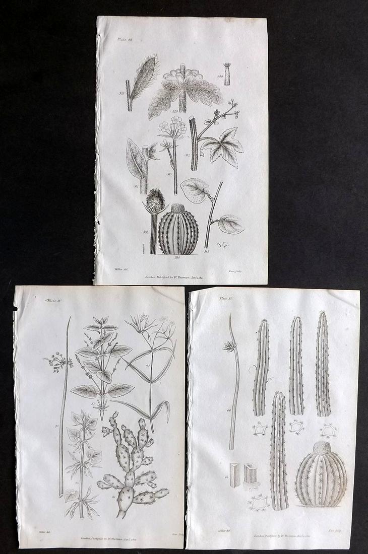 Thornton, Robert 1812 Lot of 3 Cactus Cacti etc Prints: Copper Plates Published 1812, London for "Elements of Botany" by Dr. Robert John Thonton. Paper Size: 9.5. x 6 inch (24 x 15cm) Good Condition