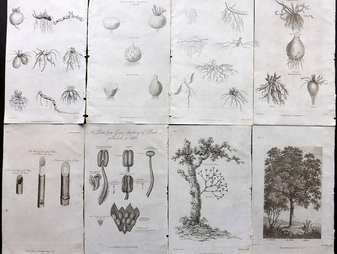 Thornton, Robert 1812 Lot of 8 Botanical Prints: Copper Plates Published 1812, London for "Elements of Botany" by Dr. Robert John Thonton. Paper Size: 9.5. x 6 inch (24 x 15cm) Good Condition