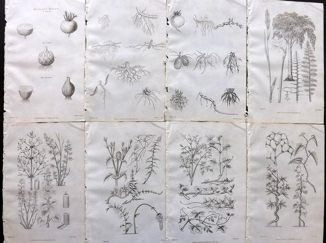 Thornton, Robert 1812 Lot of 8 Botanical Prints: Copper Plates Published 1812, London for "Elements of Botany" by Dr. Robert John Thonton. Paper Size: 9.5. x 6 inch (24 x 15cm) Good Condition