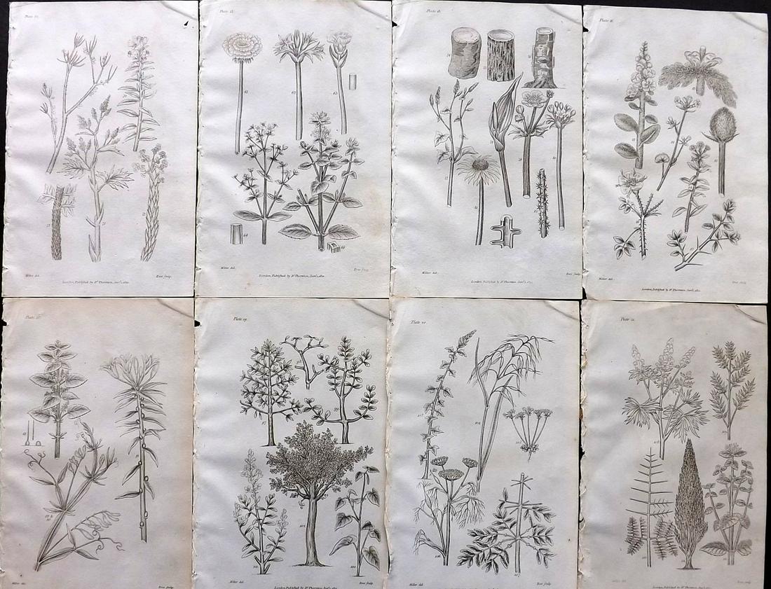 Thornton, Robert 1812 Lot of 8 Botanical Prints: Copper Plates Published 1812, London for "Elements of Botany" by Dr. Robert John Thonton. Paper Size: 9.5. x 6 inch (24 x 15cm) Good Condition