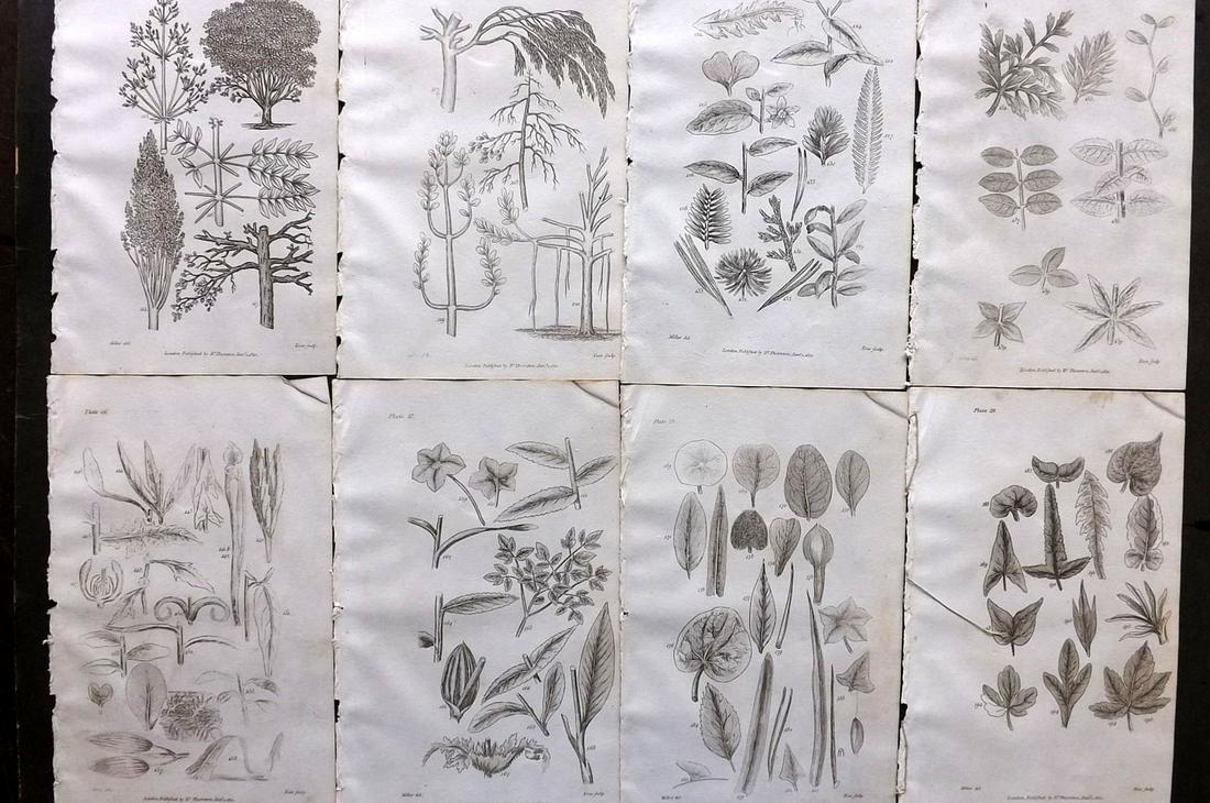 Thornton, Robert 1812 Lot of 8 Botanical Prints: Copper Plates Published 1812, London for "Elements of Botany" by Dr. Robert John Thonton. Paper Size: 9.5. x 6 inch (24 x 15cm) Good Condition