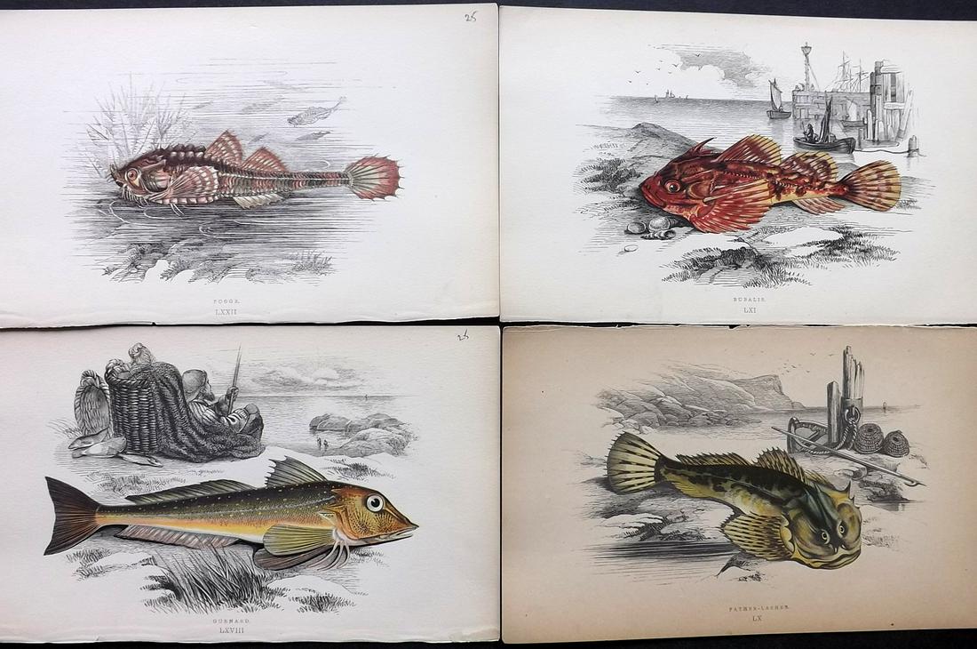 Couch, Jonathan 1878 Lot of 4 Fish Prints (1 of 2)