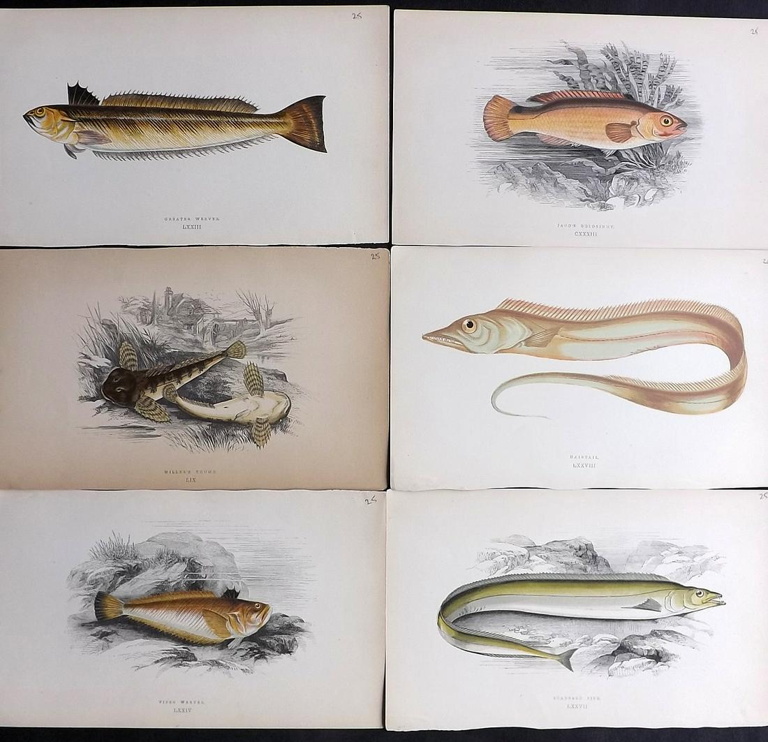 Couch, Jonathan 1878 Lot of 6 Fish Prints: Color Printed Woodblocks Published 1862, London for "A History of the Fishes of the British Islands" by Jonathan Couch. Paper Size: 9.5 x 6.5 inch (24 x 16.5cm) Very minor background toning in parts,