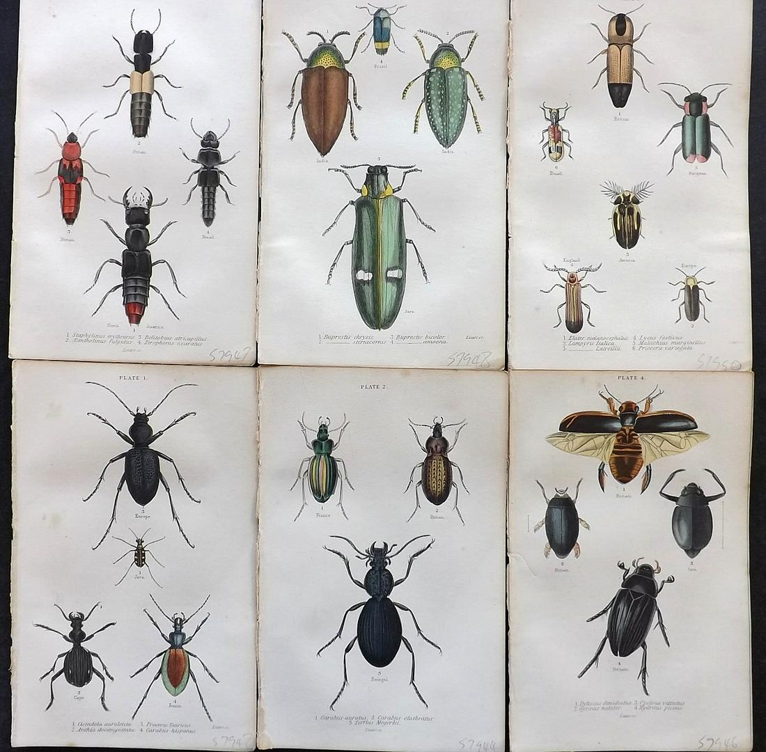 Jardine, William 1830s Lot of 6 Hand Col Beetle Prints (1 of 2)