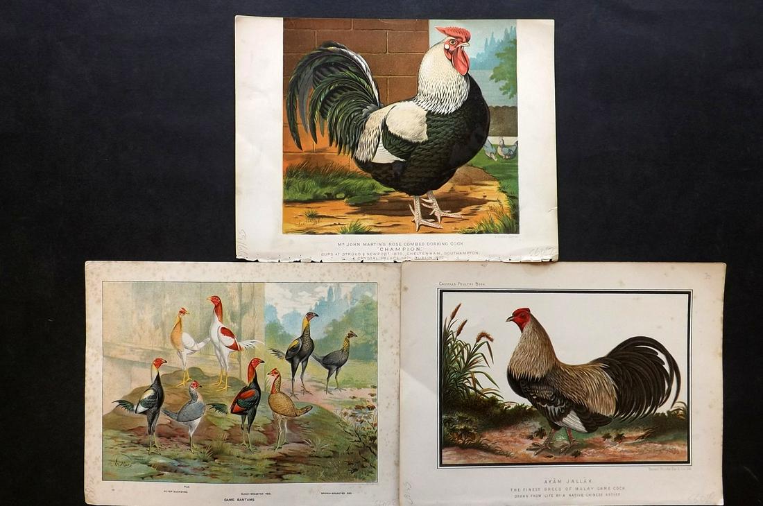 Ludlow & Wright C1880 Lot of 3 Poultry Prints (1 of 2)