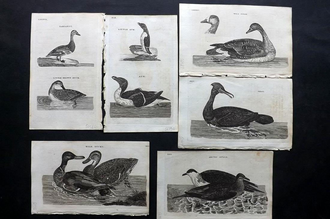 Pennant, Thomas 1770 Lot of 6 Antique Bird Prints: Copper Plates Published 1768-70, London for "British Zoology" by Thomas Pennant. Paper Size: 9.5 x 6 inch (24 x 15cm) Minor background toning/offsetting, otherwise fine