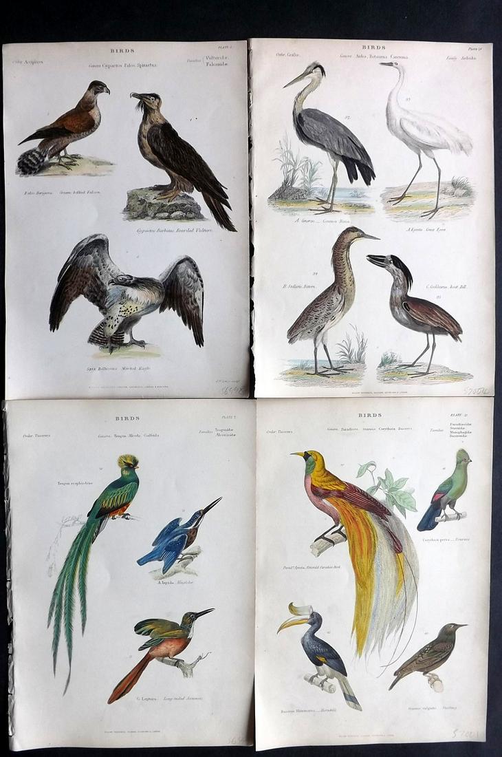 Richardson, John 1862 Lot of 4 Hand Col Bird Prints: Steel Engravings/Etchings Published 1859-62 by William Mackenzie, Edinburgh & London for "The Museum of Natural History" by John Richardson. Paper Size: 10.5 x 7 inch (27 x 18cm) Good Condition