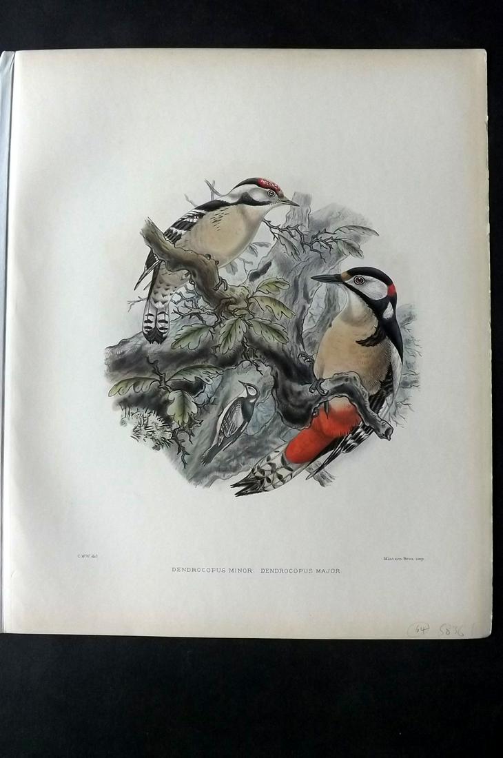 Wyatt, Claude 1894 Folio HC Bird Print. Woodpecker (1 of 2)