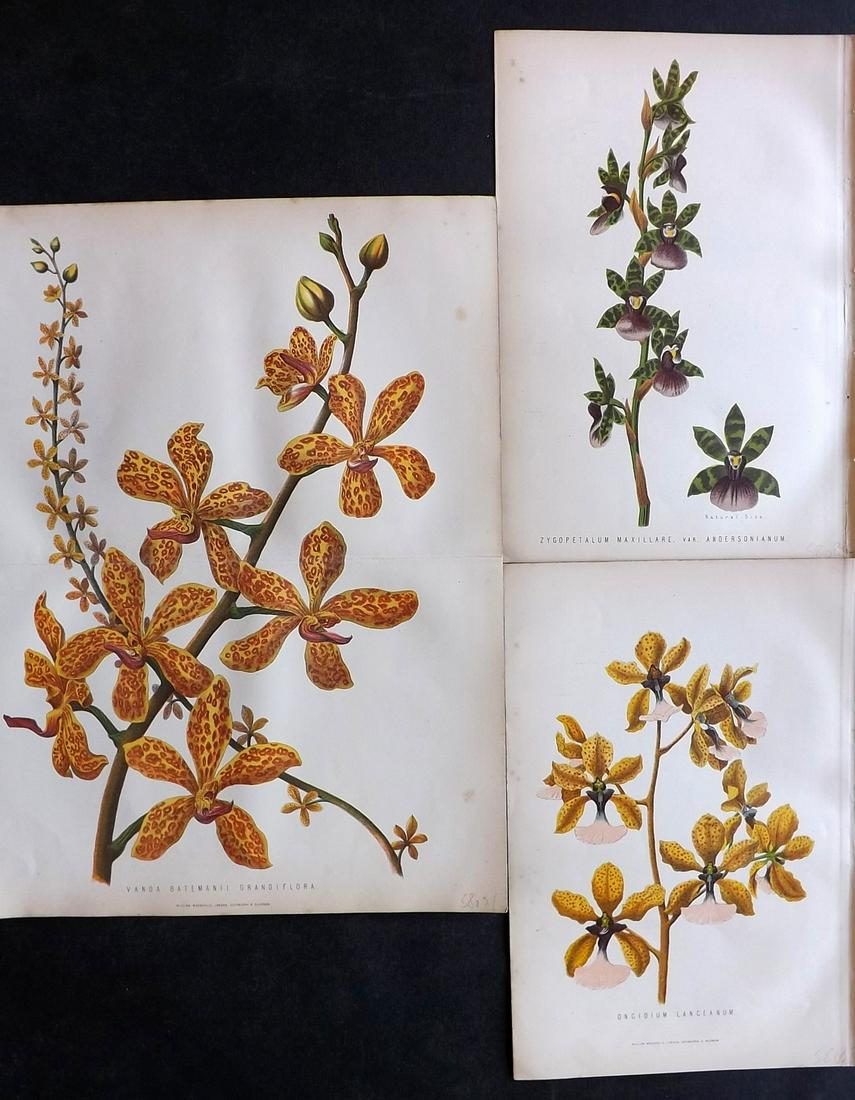 Anderson, James 1874 Lot of 3 Botanical Prints. Orchids (1 of 2)