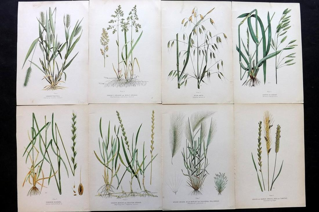 Farm Weeds of Canada 1909 Lot of 8 Botanical Prints: Chromolithographs Published 1909 by the Minister of Agriculture, Ottawa for "Farm Weeds of Canada" by George H. Clark and James Fletcher. Paper Size: 10 x 7 inch (25 x 18cm) Good Condition