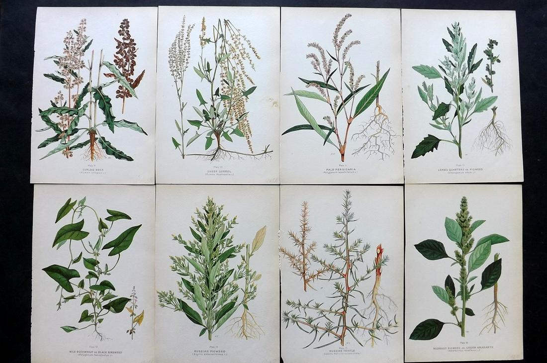 Farm Weeds of Canada 1909 Lot of 8 Botanical Prints: Chromolithographs Published 1909 by the Minister of Agriculture, Ottawa for "Farm Weeds of Canada" by George H. Clark and James Fletcher. Paper Size: 10 x 7 inch (25 x 18cm) Good Condition