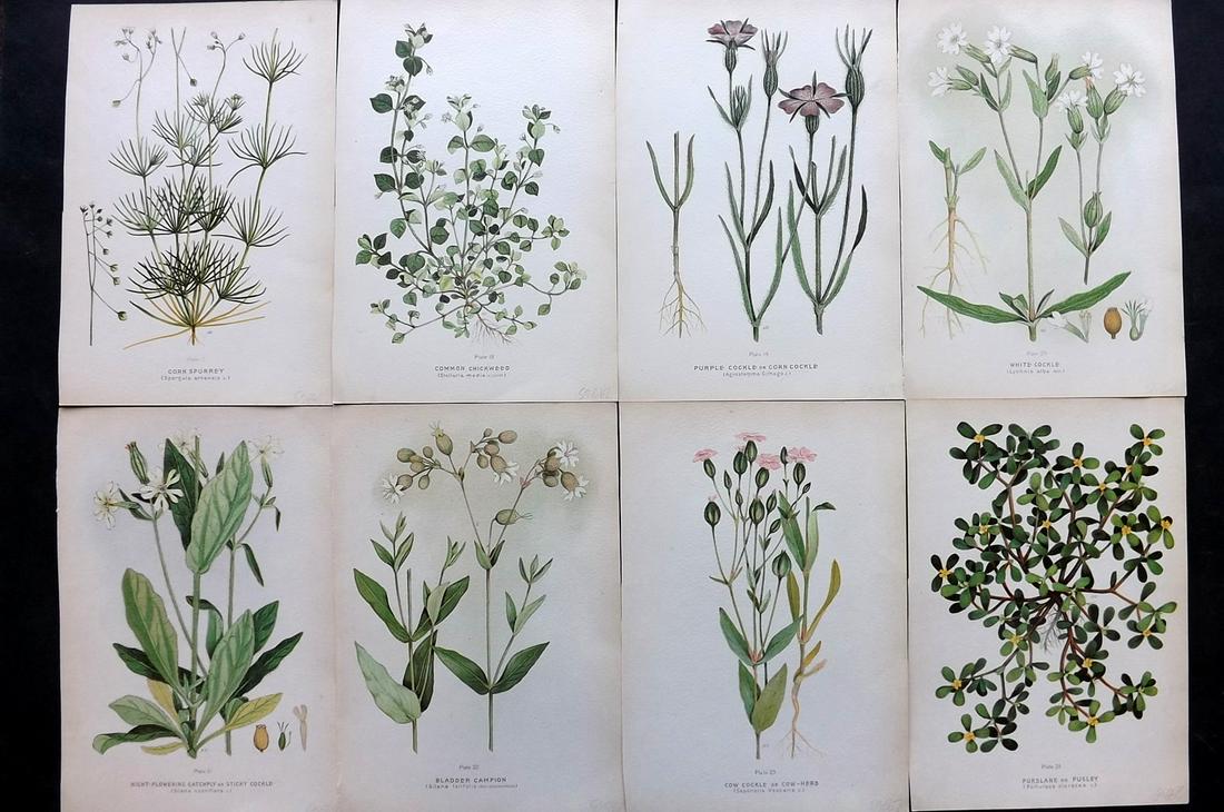 Farm Weeds of Canada 1909 Lot of 8 Botanical Prints: Chromolithographs Published 1909 by the Minister of Agriculture, Ottawa for "Farm Weeds of Canada" by George H. Clark and James Fletcher. Paper Size: 10 x 7 inch (25 x 18cm) Good Condition