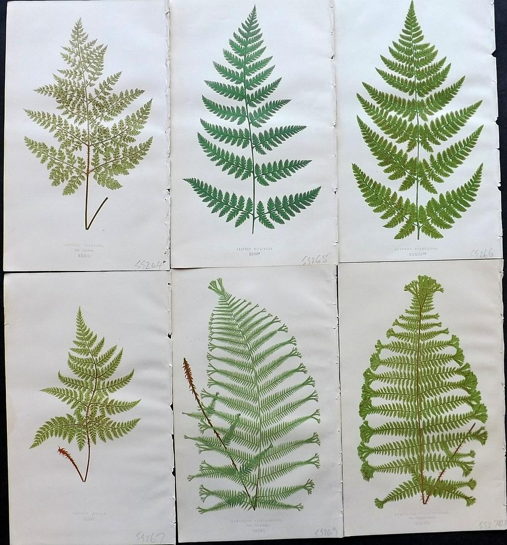 Lowe, Edward 1869 Lot of 6 Antique Fern Prints: Woodblocks Published 1865-69 by Groombridge and Sons, London for "Our Native Ferns" by Edward Lowe. Illustrated by A.F. Lydon. Printed by Benjamin Fawcett. Paper Size: 9.5 x 6 inch (24 x 15cm) Good Co