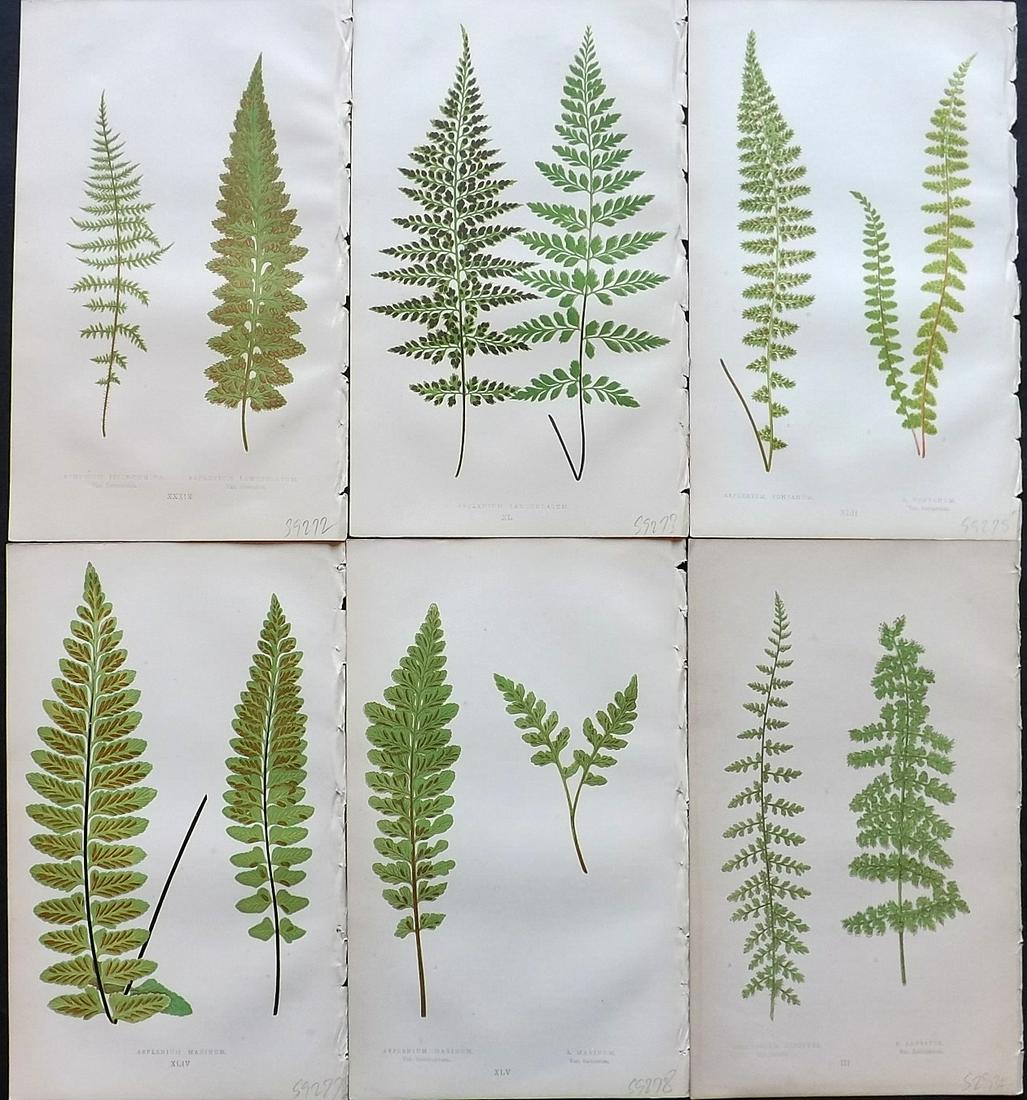 Lowe, Edward 1869 Lot of 6 Antique Fern Prints: Woodblocks Published 1865-69 by Groombridge and Sons, London for "Our Native Ferns" by Edward Lowe. Illustrated by A.F. Lydon. Printed by Benjamin Fawcett. Paper Size: 9.5 x 6 inch (24 x 15cm) Good Co