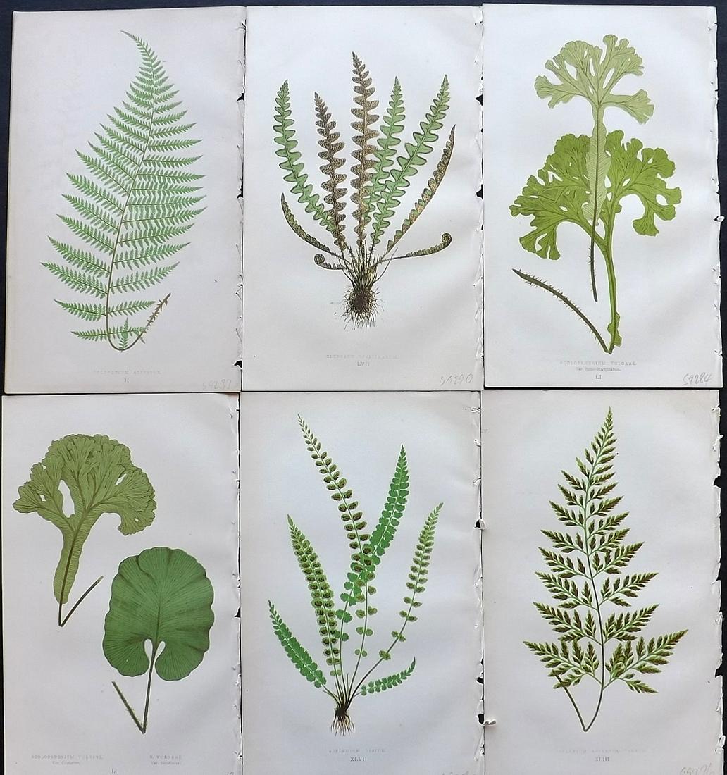 Lowe, Edward 1869 Lot of 6 Antique Fern Prints: Woodblocks Published 1865-69 by Groombridge and Sons, London for "Our Native Ferns" by Edward Lowe. Illustrated by A.F. Lydon. Printed by Benjamin Fawcett. Paper Size: 9.5 x 6 inch (24 x 15cm) Good Co