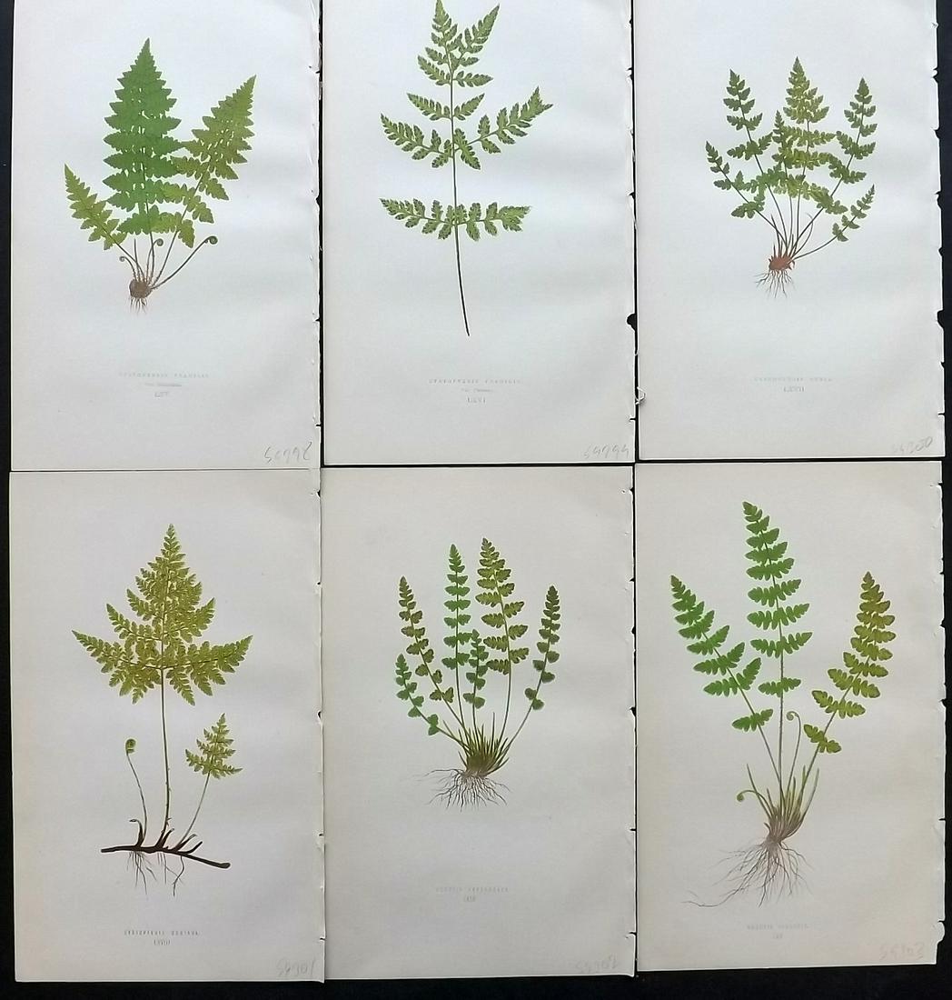 Lowe, Edward 1869 Lot of 6 Antique Fern Prints: Woodblocks Published 1865-69 by Groombridge and Sons, London for "Our Native Ferns" by Edward Lowe. Illustrated by A.F. Lydon. Printed by Benjamin Fawcett. Paper Size: 9.5 x 6 inch (24 x 15cm) Good Co