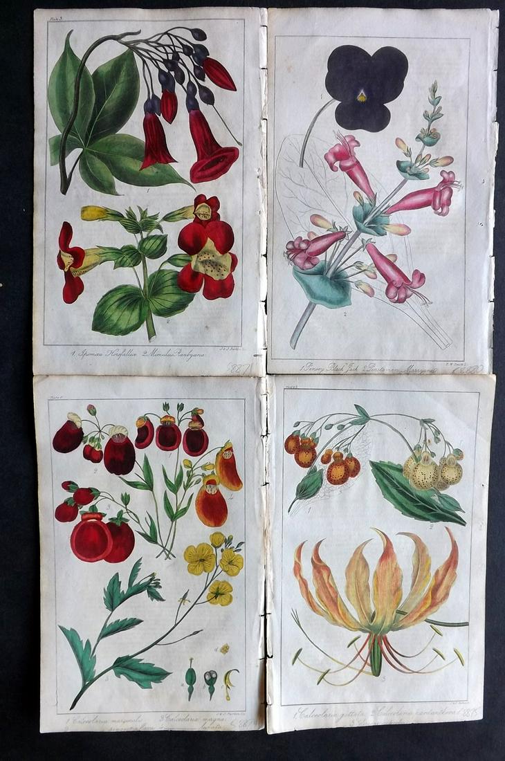 Marnock, Robert 1836 Lot of 4 Hand Col Botanical Prints: Hand Colored Steel Engraving/Etching Published 1836-38, London for "The Floricultural Magazine and Miscellany of Gardening" by Robert Marnock. Paper Size: 8 x 5.5 inch (21 x 14cm) Light Text offsettin