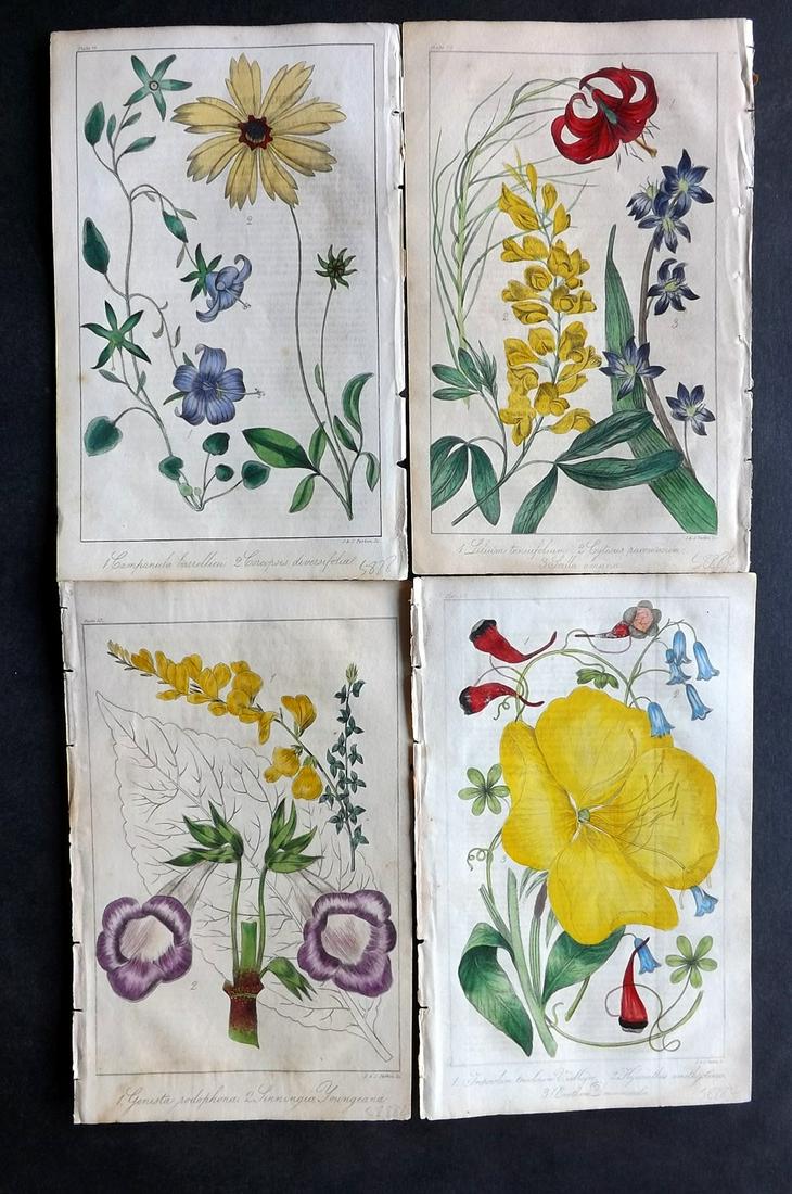 Marnock, Robert 1836 Lot of 4 Hand Col Botanical Prints: Hand Colored Steel Engraving/Etching Published 1836-38, London for "The Floricultural Magazine and Miscellany of Gardening" by Robert Marnock. Paper Size: 8 x 5.5 inch (21 x 14cm) Light Text offsettin