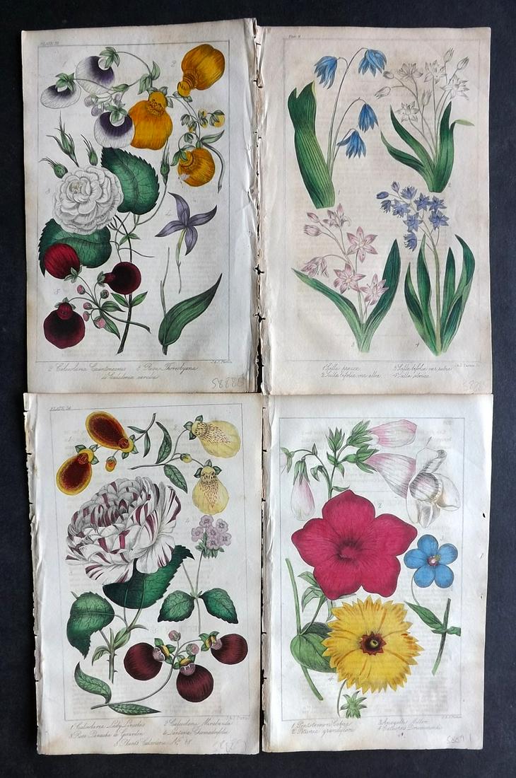 Marnock, Robert 1836 Lot of 4 Hand Col Botanical Prints: Hand Colored Steel Engraving/Etching Published 1836-38, London for "The Floricultural Magazine and Miscellany of Gardening" by Robert Marnock. Paper Size: 8 x 5.5 inch (21 x 14cm) Light Text offsettin