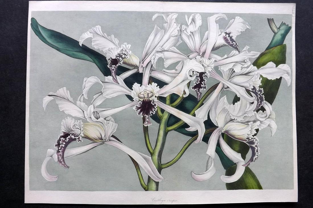 Paxton, Joseph 1835 Double Botanical. Cattleya Orchid: Hand Colored Etching Published 1834-49, London for "Paxton's Magazine of Botany" by Joseph Paxton. With accompanying descriptive text. Centre fold as published. Paper Size: 12 x 9 inch (31 x 23cm) Goo